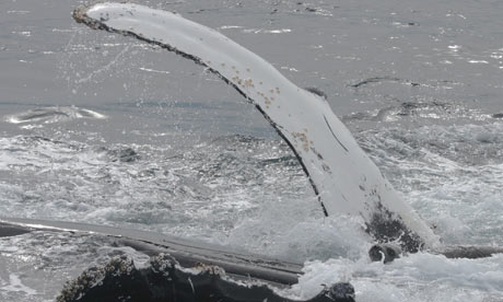 whale-saves-seal-001.jpg