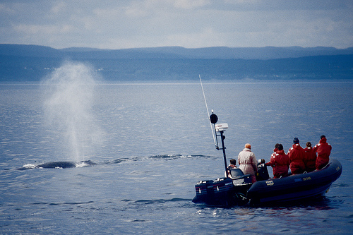 whale-watching Saint Laurent (C) Michelphoto53_Flickr.jpg