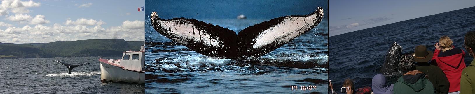 whale-watching_(C)_US_NOAA-tylerc083-Flick.jpg