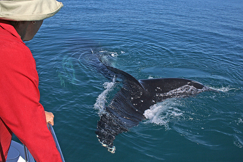 whale-watching_(C)_centophobia_Flickr.jpg