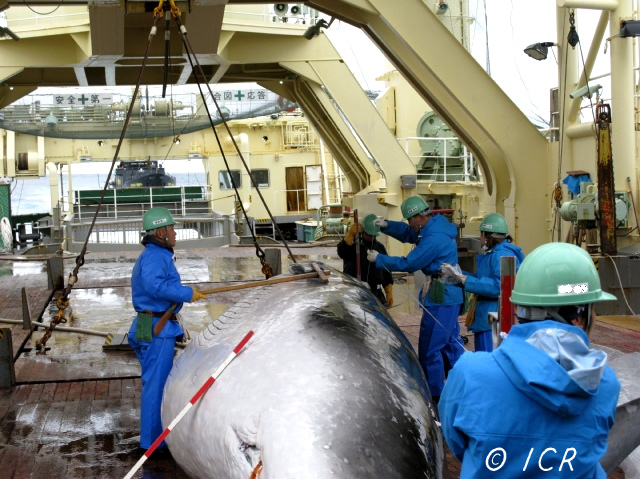 whaling in japan 13 08 14.jpg