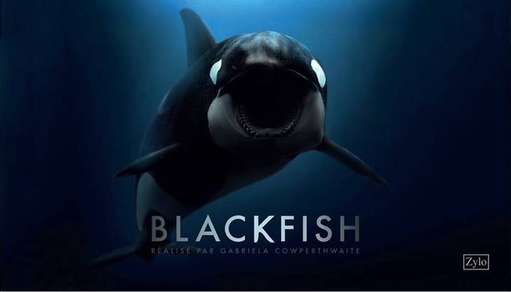 Le 22 avril 2016, Réseau-Cétacés obtient une réponse positive de Arte pour une rediffusion de « Blackfish »… !
