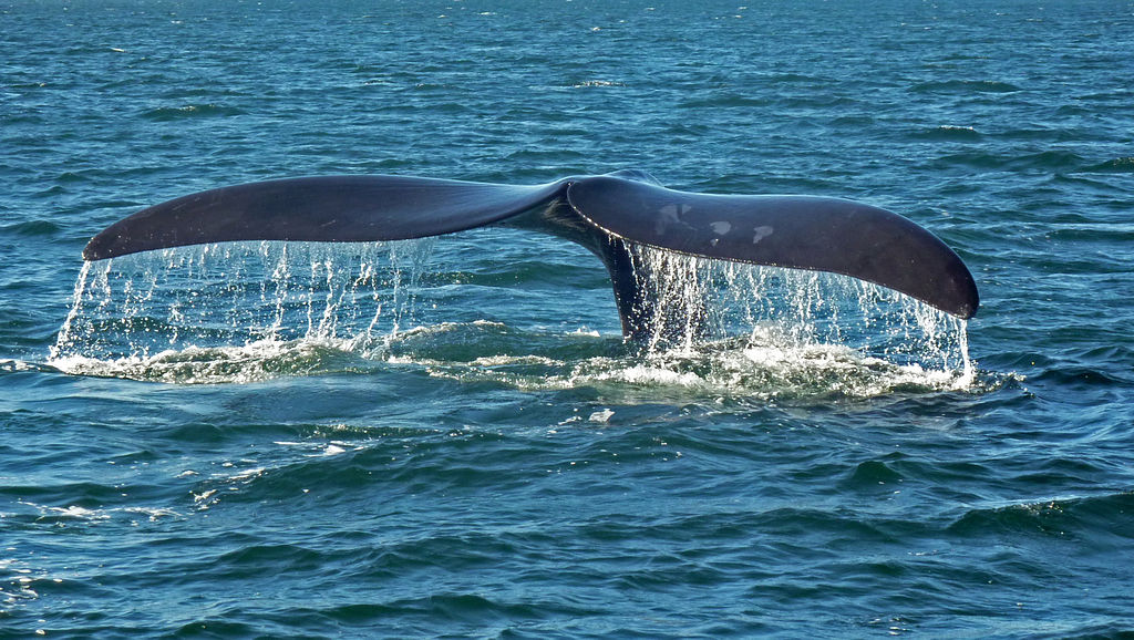 Une étude « sans précédent » au sujet des baleines noires de l’Atlantique