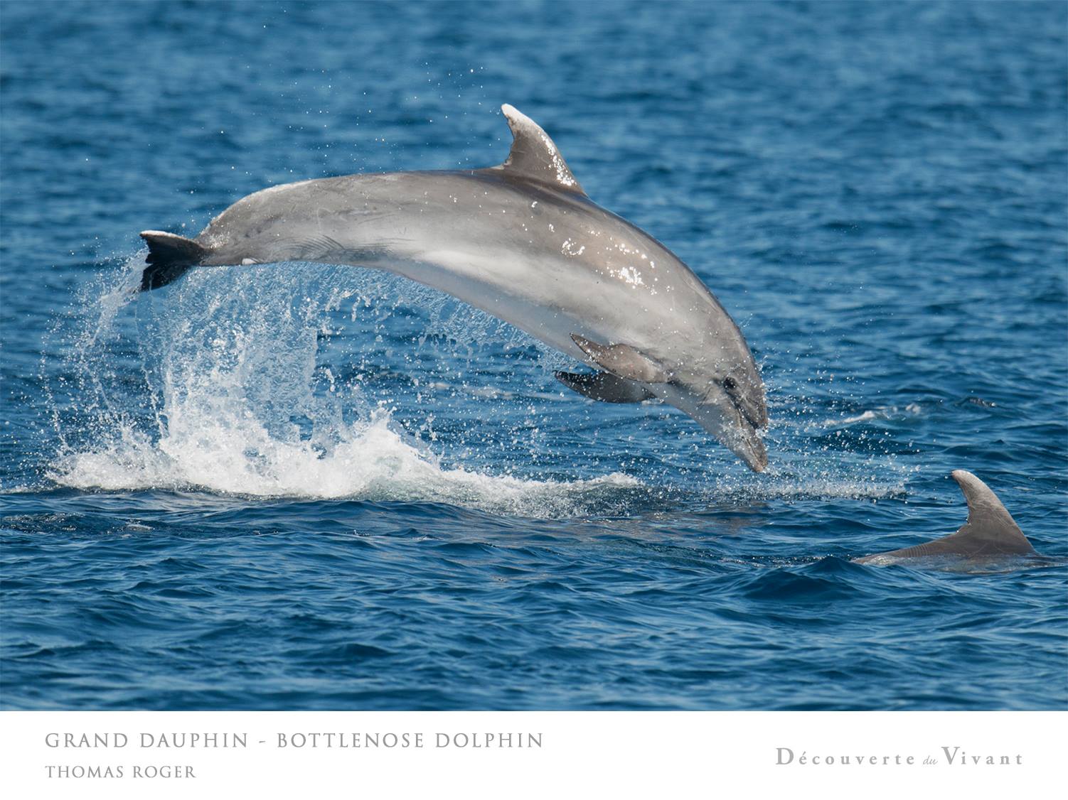 Excursion Navivoile – Observation des baleines et dauphins