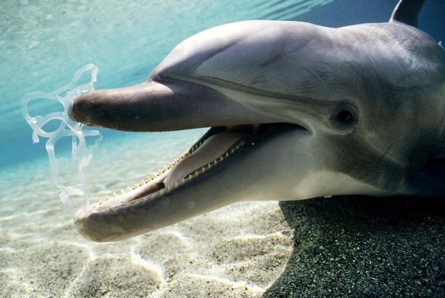 Les plastiques étouffent les océans et… les dauphins