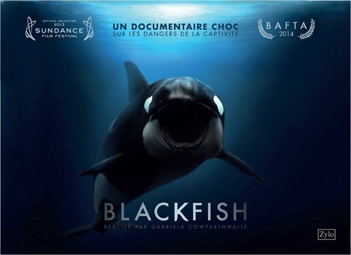 Rediffusion de « Blackfish, l’orque tueuse », le samedi 2 juillet (Arte) !