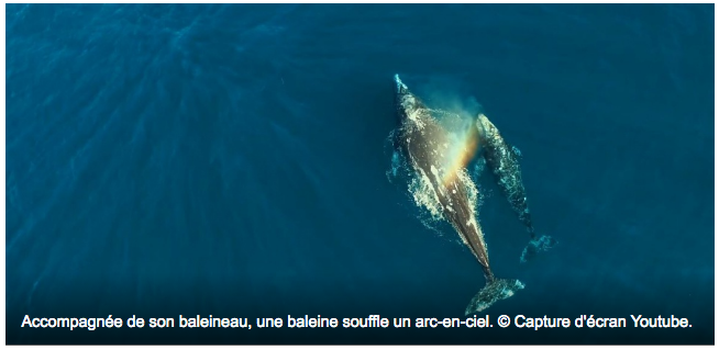VIDÉO. Époustouflantes images de baleines vues par un drone