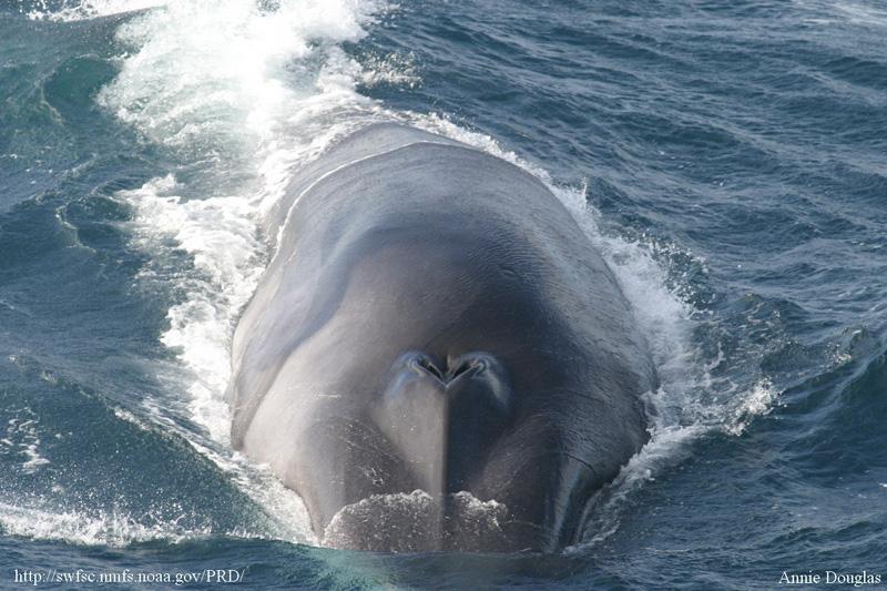 Canada – Pas d’autopsie pour le rorqual retrouvé échoué à Saint-Nicolas…