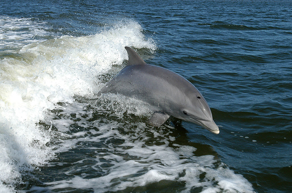 Les dauphins ne sont pas des jouets par Matthieu Ricard, moine bouddhiste