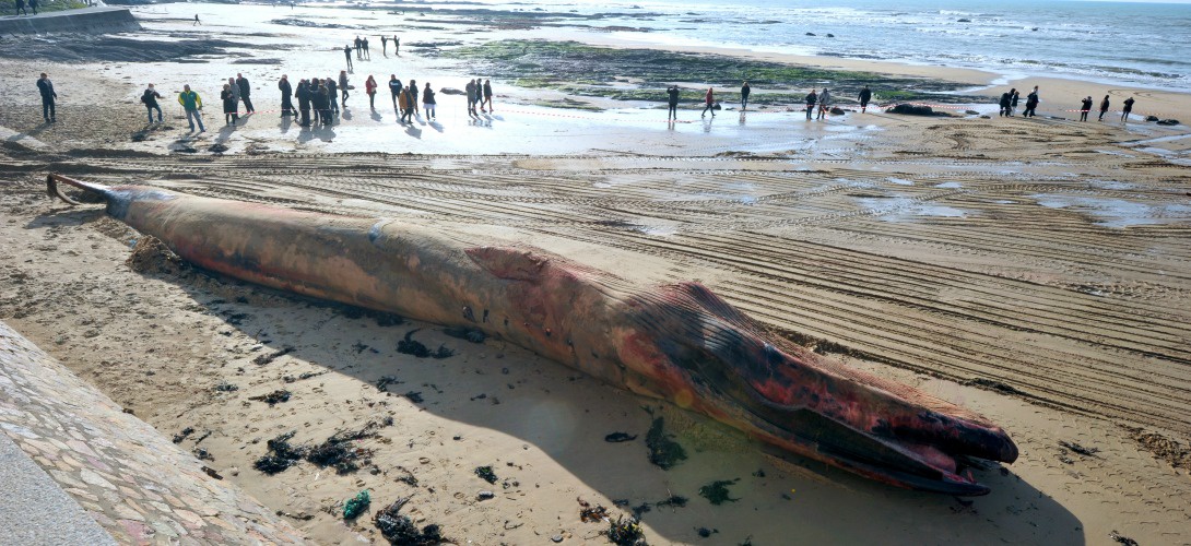 Se débarrasser d’une baleine échouée sur une plage, c’est très compliqué