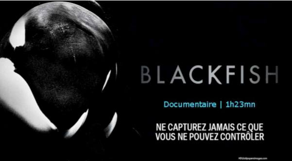 Blackfish : le film que Marineland ne veut pas que vous voyiez – Communiqué de Presse