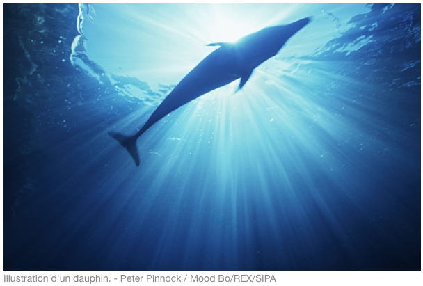 Bretagne. Une cinquantaine de dauphins observée aux Glénan