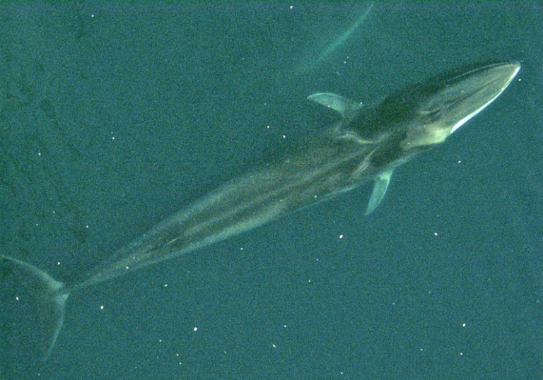 Le Parlement européen appelle le Japon à cesser la pêche à la baleine