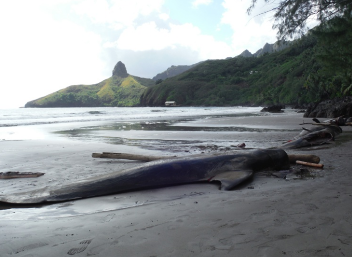 Tahiti. Cétacés échoués : « Ce n’est pas la première fois que des globicéphales s’échouent à Hiva Oa »