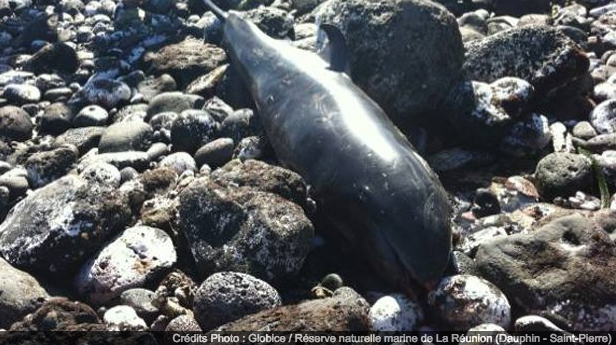 La Réunion. Un dauphin s’échoue à Saint-Pierre