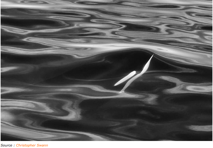 Christophe Swann, le photographe des baleines et des dauphins