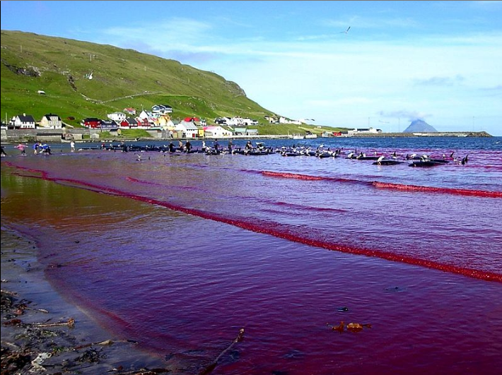 Dauphins abattus aux îles Féroé : chaque été, c’est pareil. Cessons ce massacre archaïque