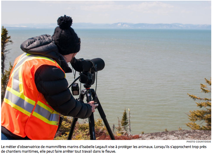 Québec. Leur profession : observer les baleines