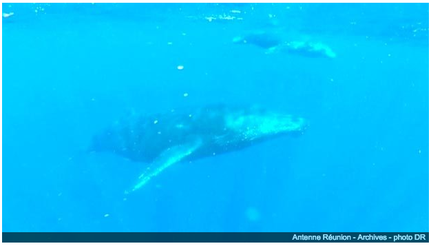 La Réunion. Bientôt une réglementation plus sévère pour protéger les baleines