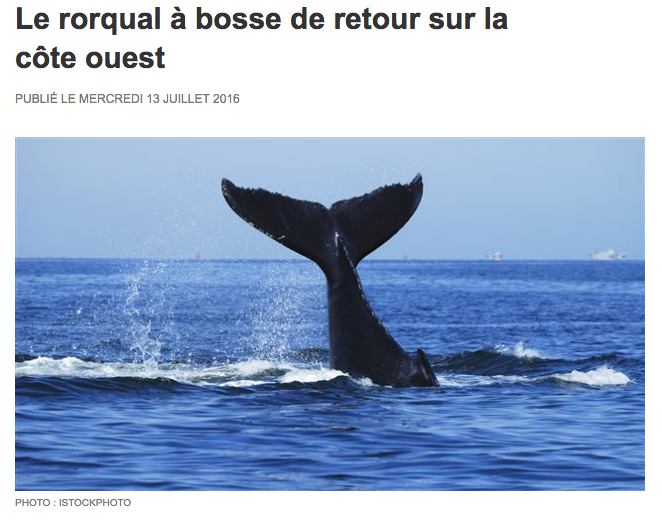 Etats-Unis – Le rorqual à bosse de retour sur la côte ouest