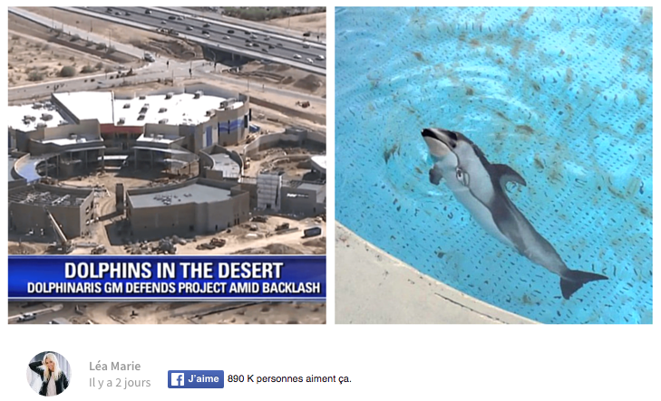 Etats-Unis – Des dauphins envoyés dans un « désert  » pour servir d’attraction touristique