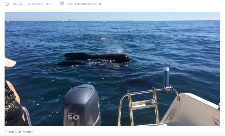 Bretagne – Rencontres « incroyables » avec des dauphins et un phoque