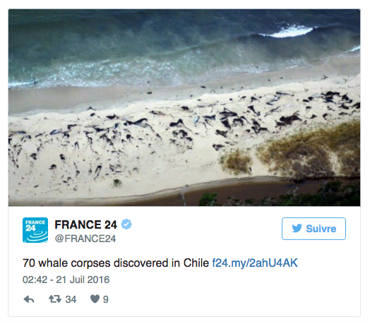 Chili – Nouvel échouage massif de baleines en Patagonie