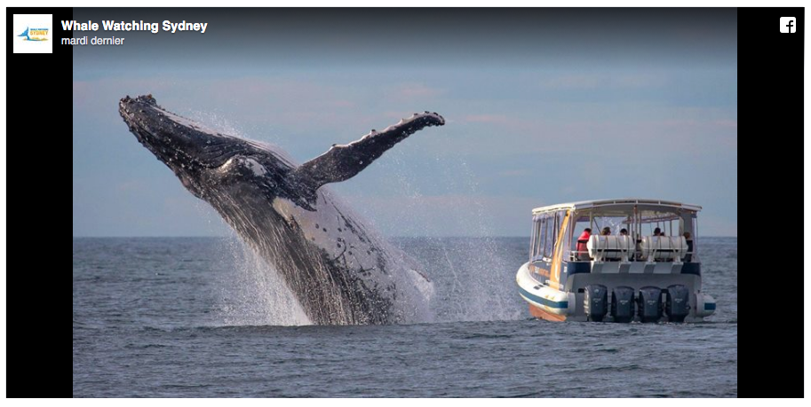 Australie – Ces touristes voulaient voir des baleines en Australie, c’est presque réussi