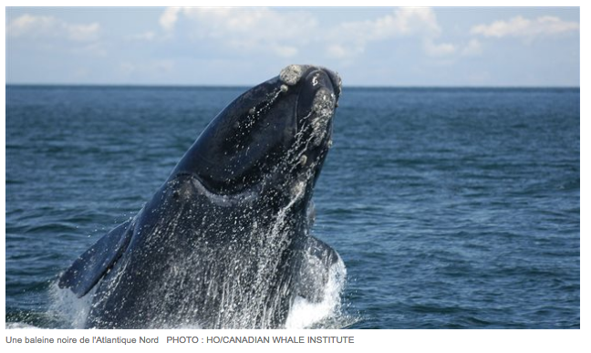 Canada – Deux baleines noires observées dans la baie de Gaspé