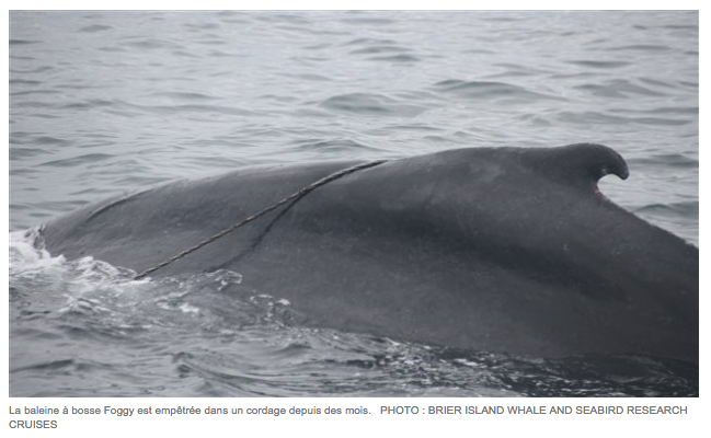 Canada – La condition d’une baleine bien connue dans la baie de Fundy se détériore