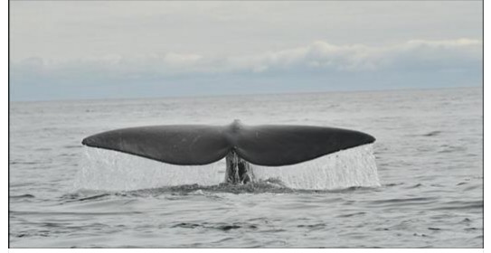Canada – Des baleines noires dans le golfe du Saint-Laurent