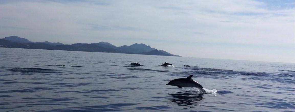 Dauphins, rorqual… Les plus belles vidéos de cétacés observés sur nos côtes…