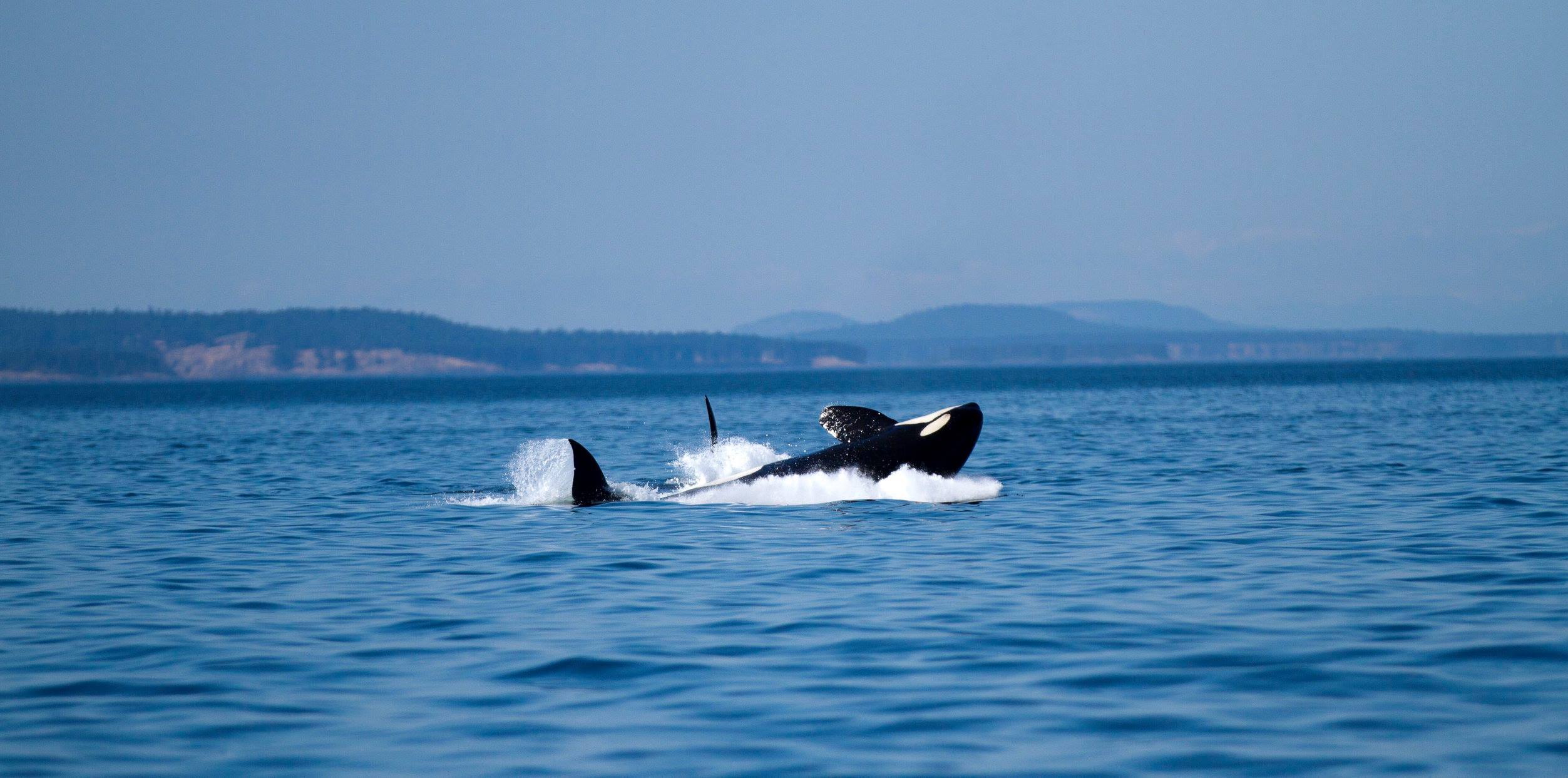 Le Corps législatif californien adopte une loi historique pour mettre un terme à la captivité des orques