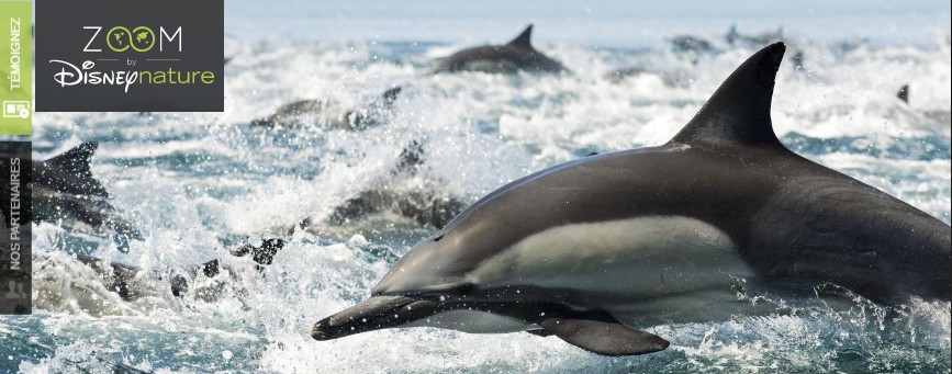 Les dauphins dominent au large des côtes bretonnes !