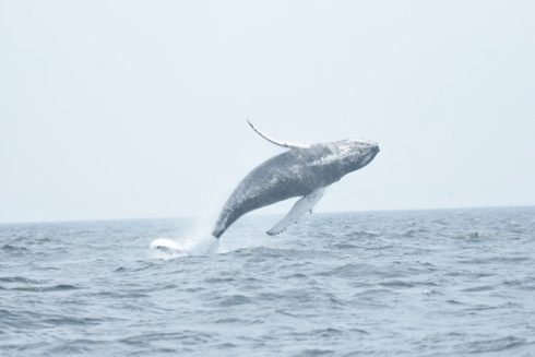Le fameux saut de la baleine à bosse… par Audrey Tawel-Thibert