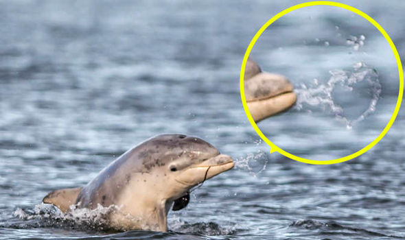 Ecosse – Photo rarissime d’un dauphin faisant un jet d’eau en forme de cœur…