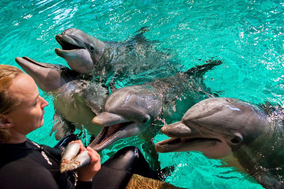 Les dauphins de Finlande se sont envolés pour la Grèce