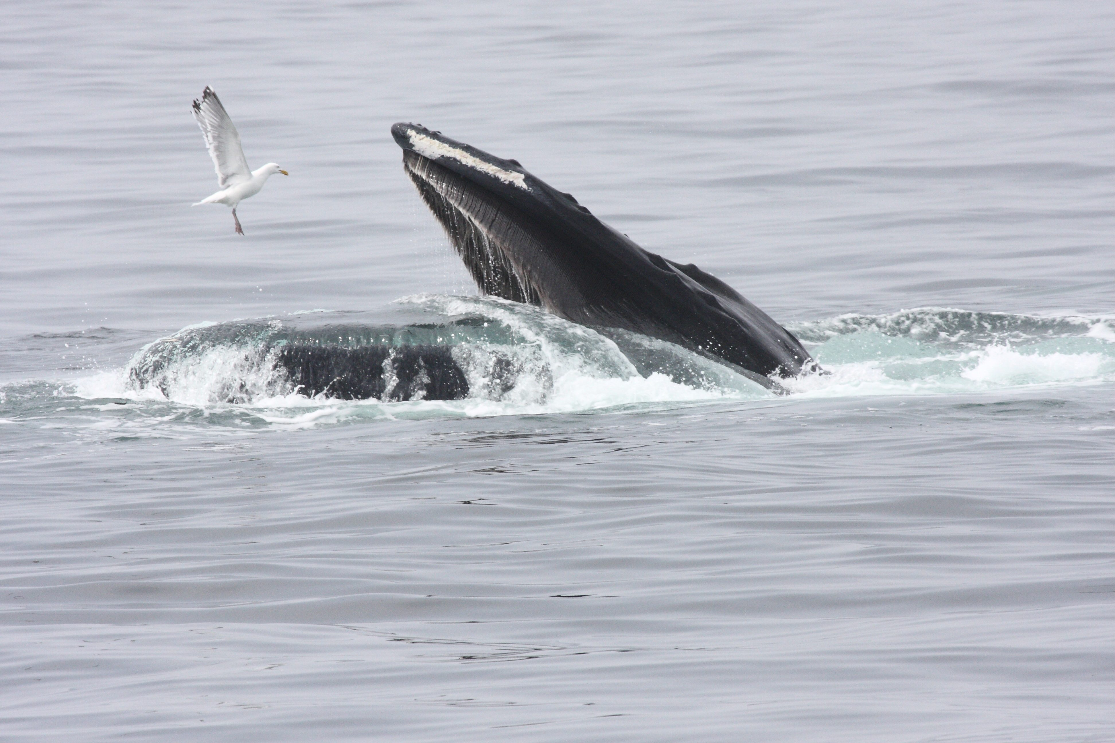 Les baleines peuvent-elles survivre en eau douce?