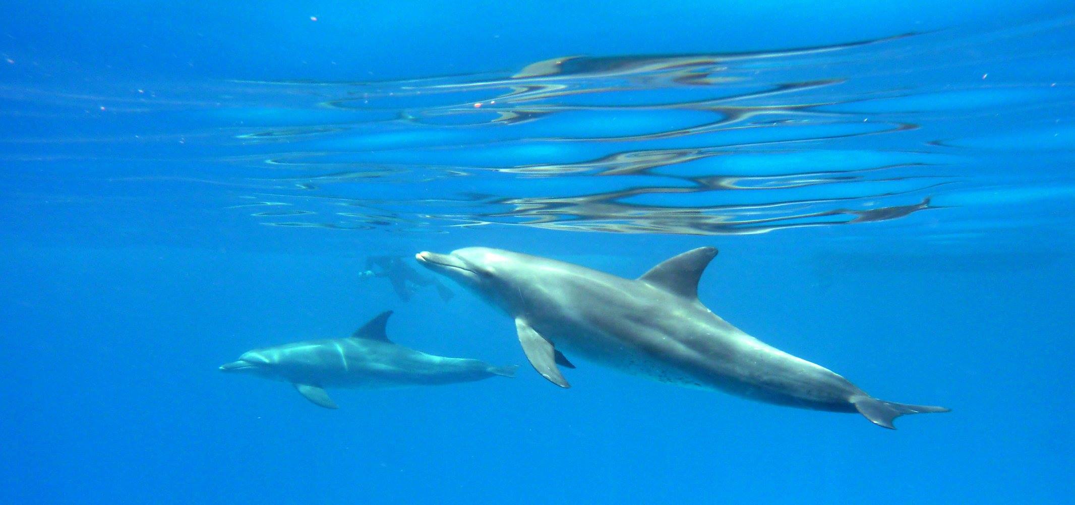 Les dauphins échangeraient des conversations comme les humains