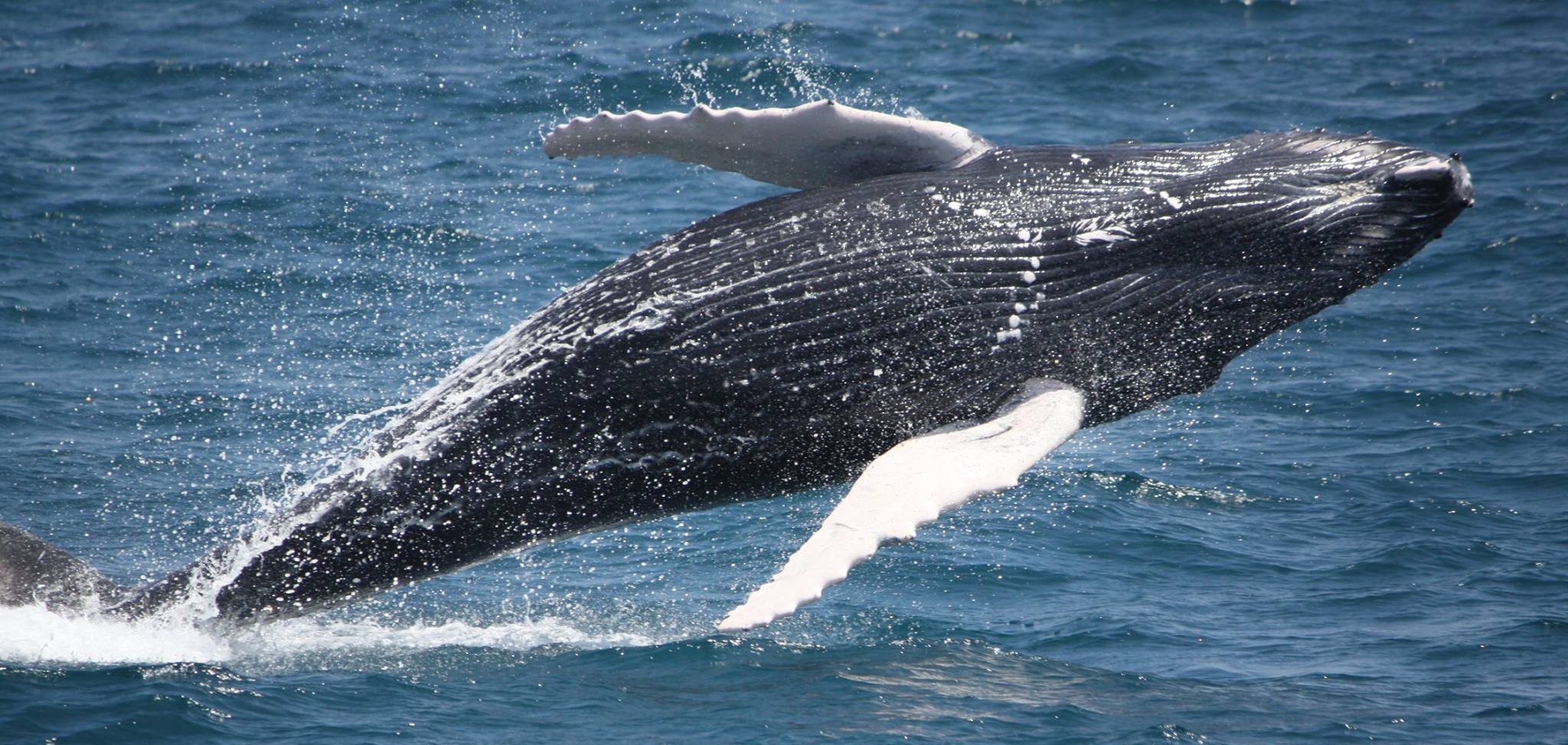 Le Japon a maintes fois falsifié ses données sur la chasse à la baleine