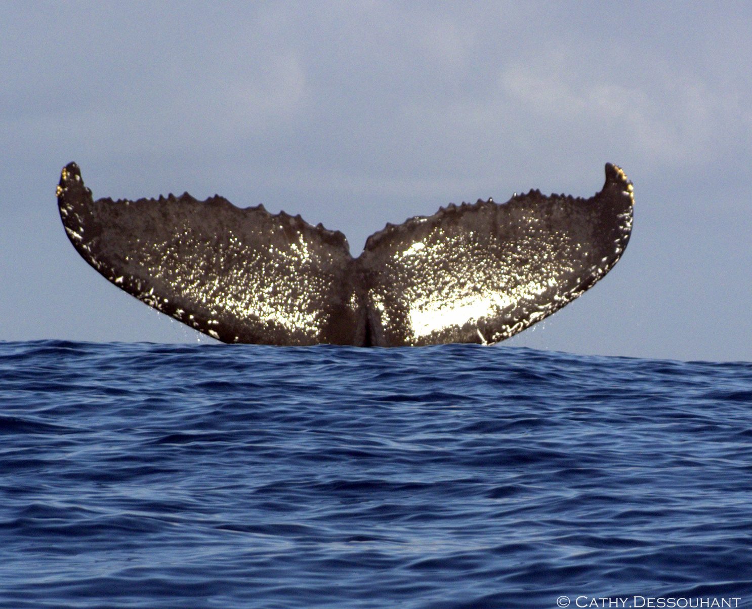 Une bande d’orques fait fuir les baleines à Tahiti