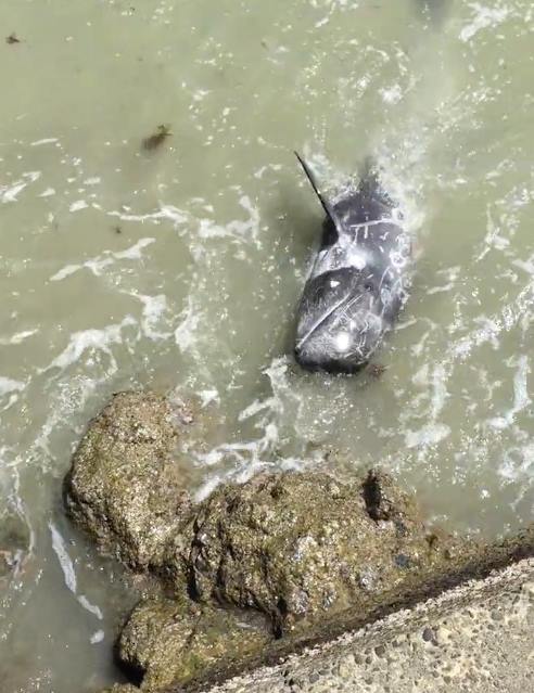 Paris pour la sauvegarde des dauphins au Japon – Communiqué de Presse