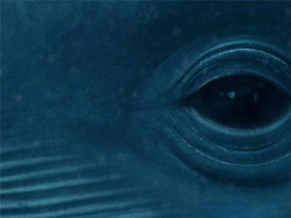 [ 🐋 Pour bien commencer la semaine : Savez-vous que la baleine bleue est le plus grand animal de la Planète ? ]