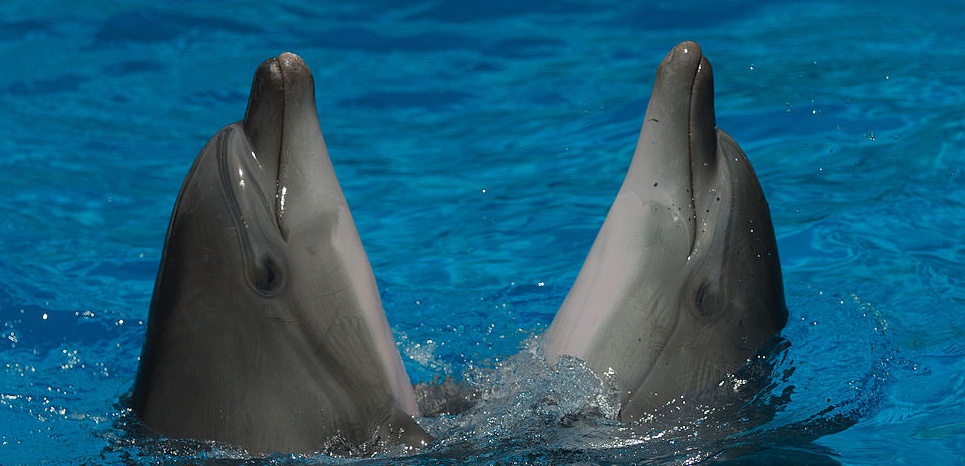 Les dauphins ont-ils un langage aussi développé que celui des humains ?