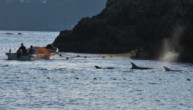 Chasse aux dauphins à Taiji : ce que les delphinariums vous cachent !