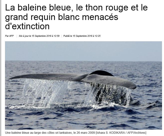 La baleine bleue, le thon rouge et le grand requin blanc menacés d’extinction