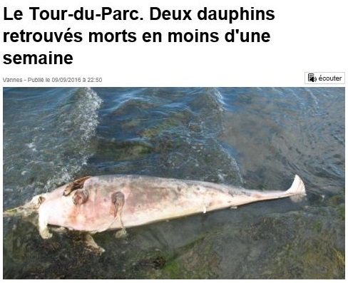Bretagne – Le Tour-du-Parc – Deux dauphins retrouvés morts en moins d’une semaine