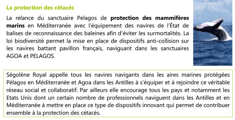 capture-sego-protection-des-cetaces