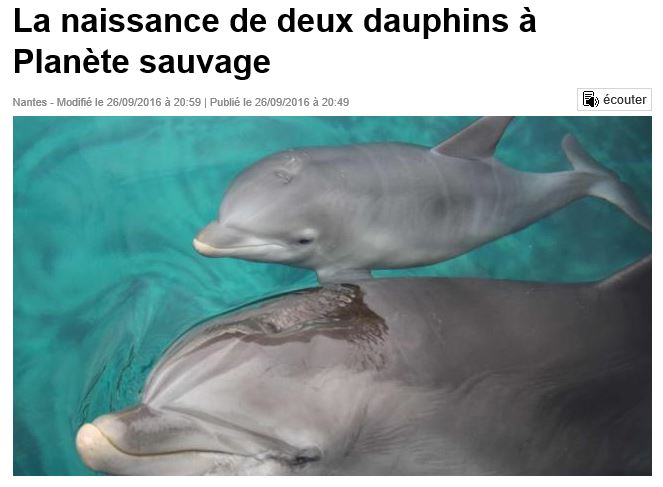 Planète sauvage – Triste nouvelle : naissance de deux dauphins captifs