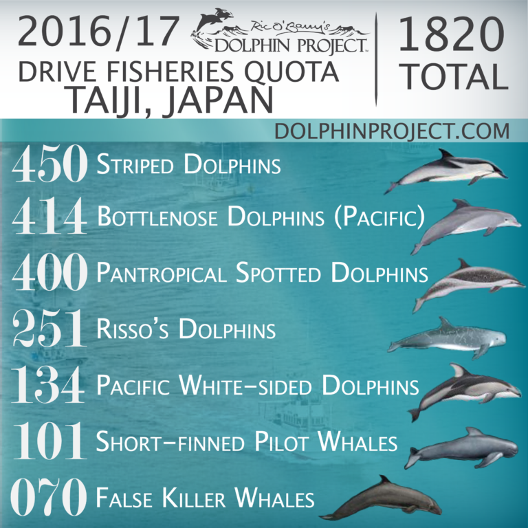 Crédit image : Dolphin Project